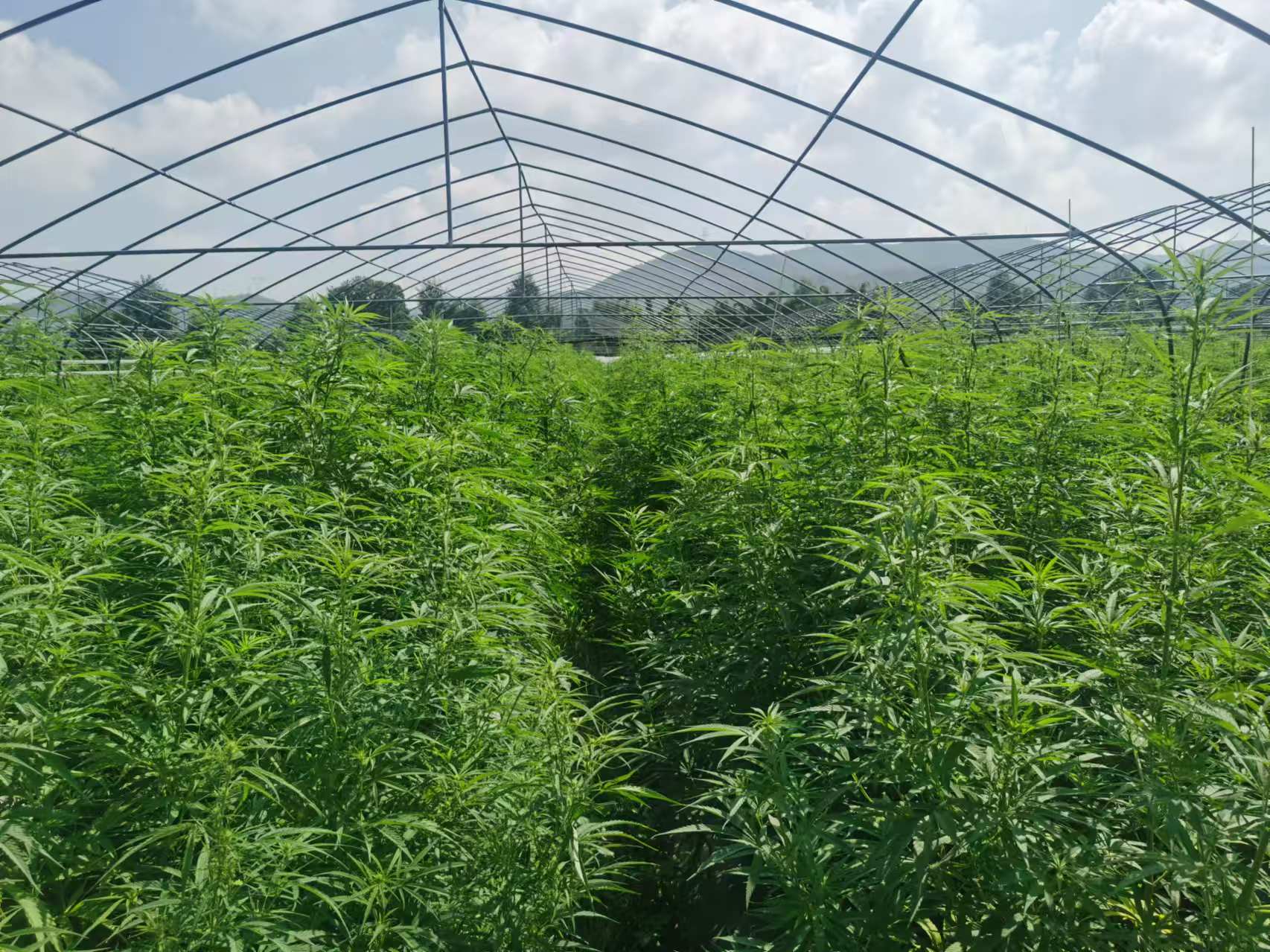 Rows of tall hemp plants in greenhouse frames