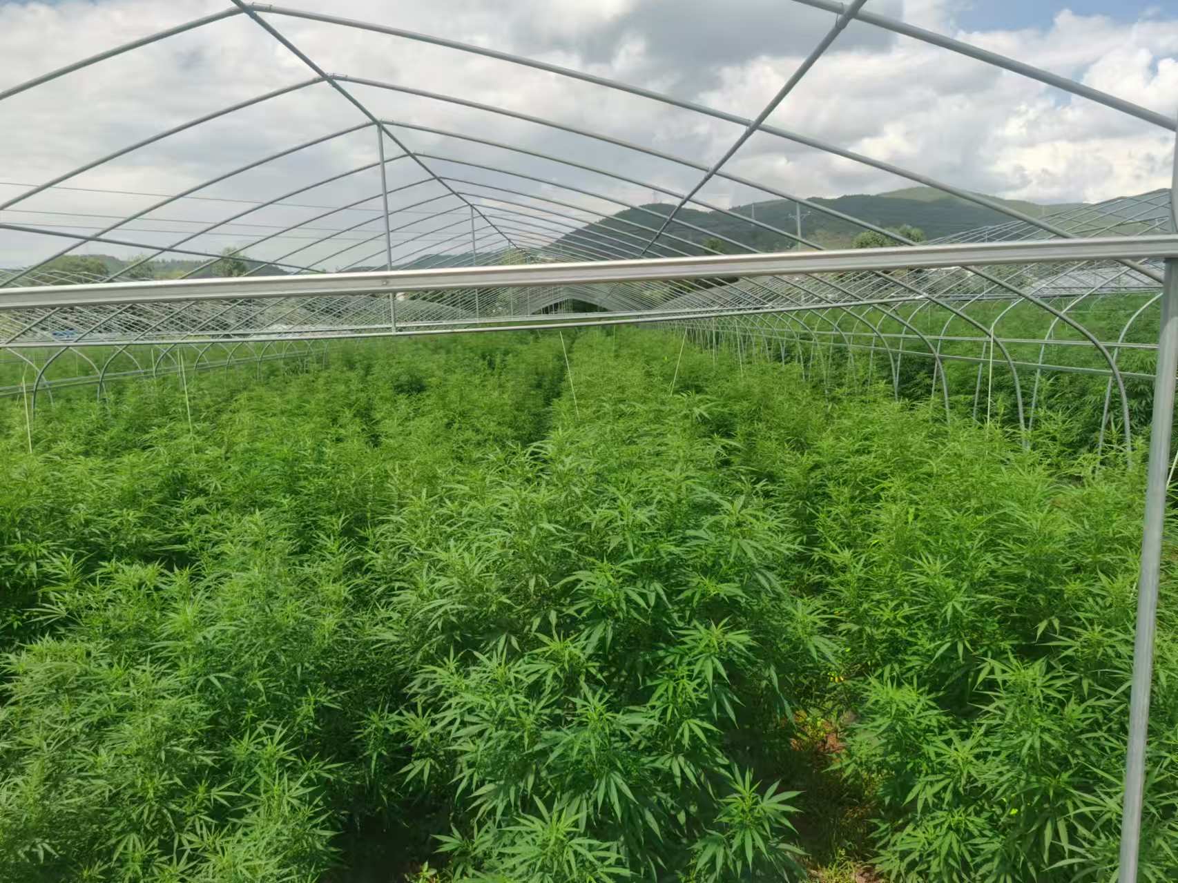 Wide view of cultivation base with mountain backdrop