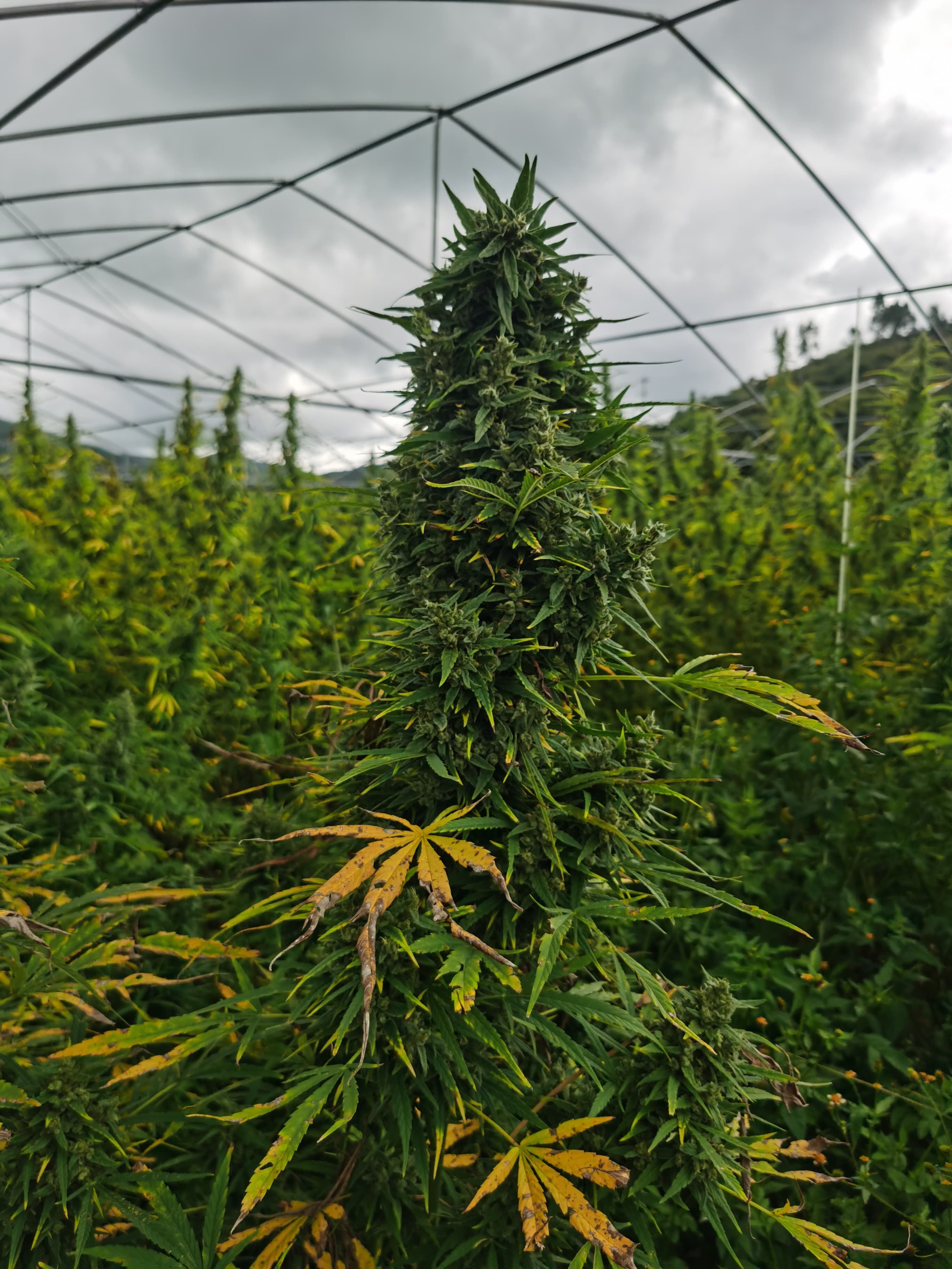 Hemp field under hoop-house frame structures