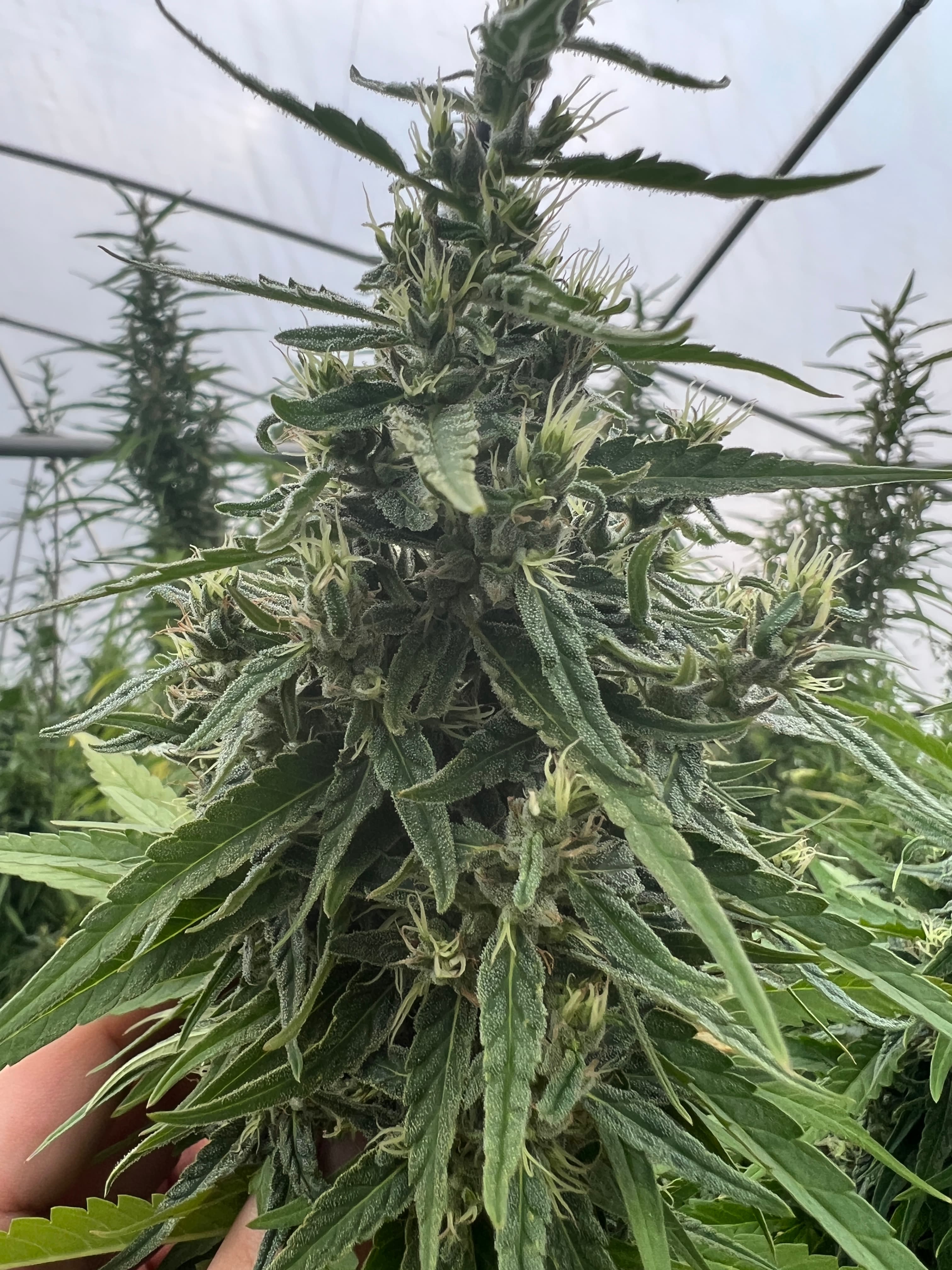 Close-up of flowering hemp cola