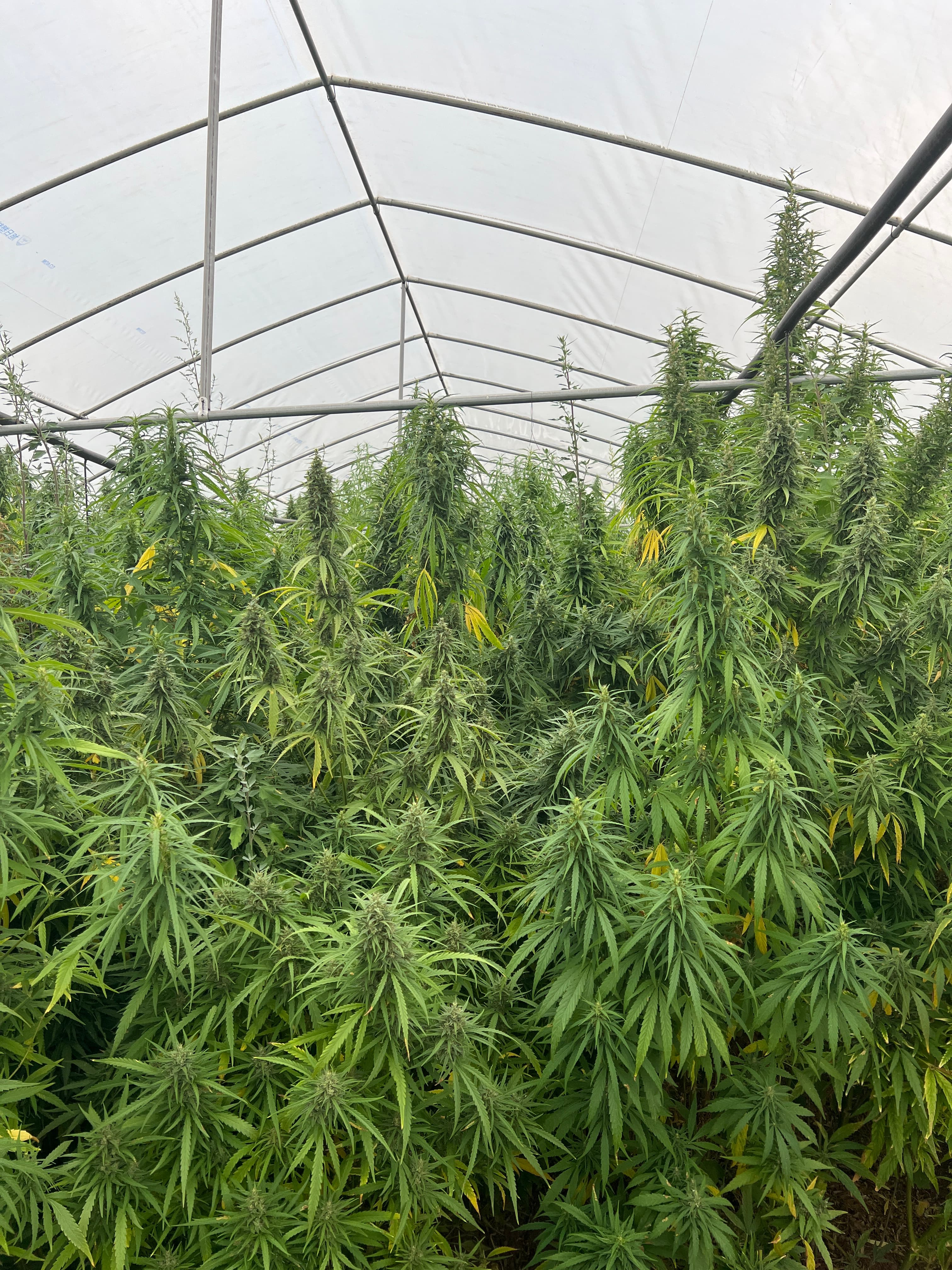 Flowering hemp in controlled greenhouse environment