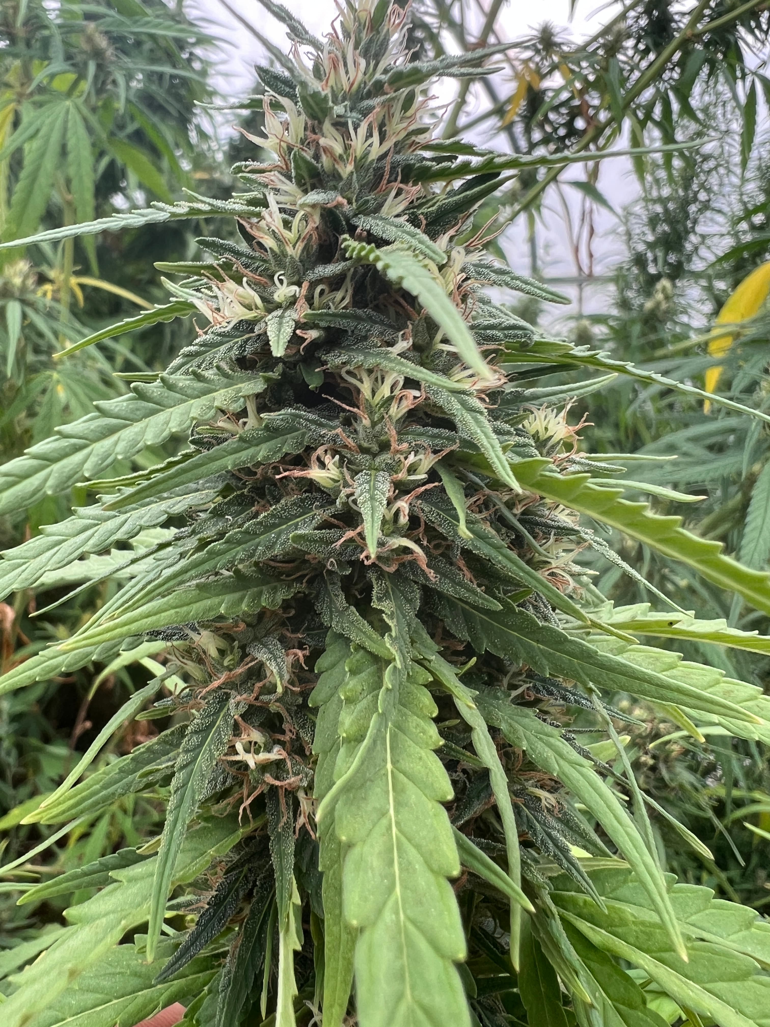 Dichte reife Hanfblüte mit sichtbaren Trichomen