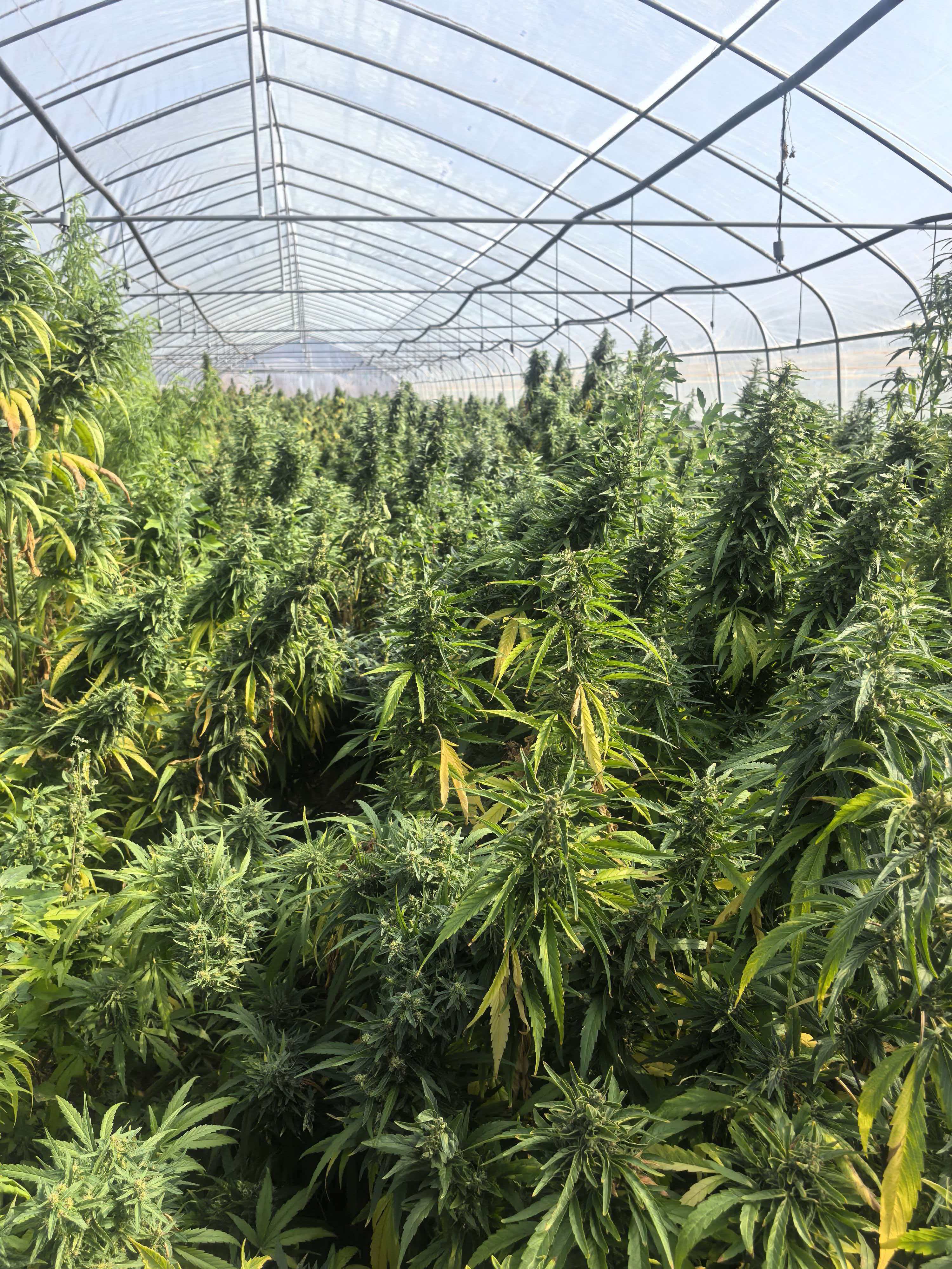 THC-Free CBD Isolate: Sourcing Guide for European Buyers