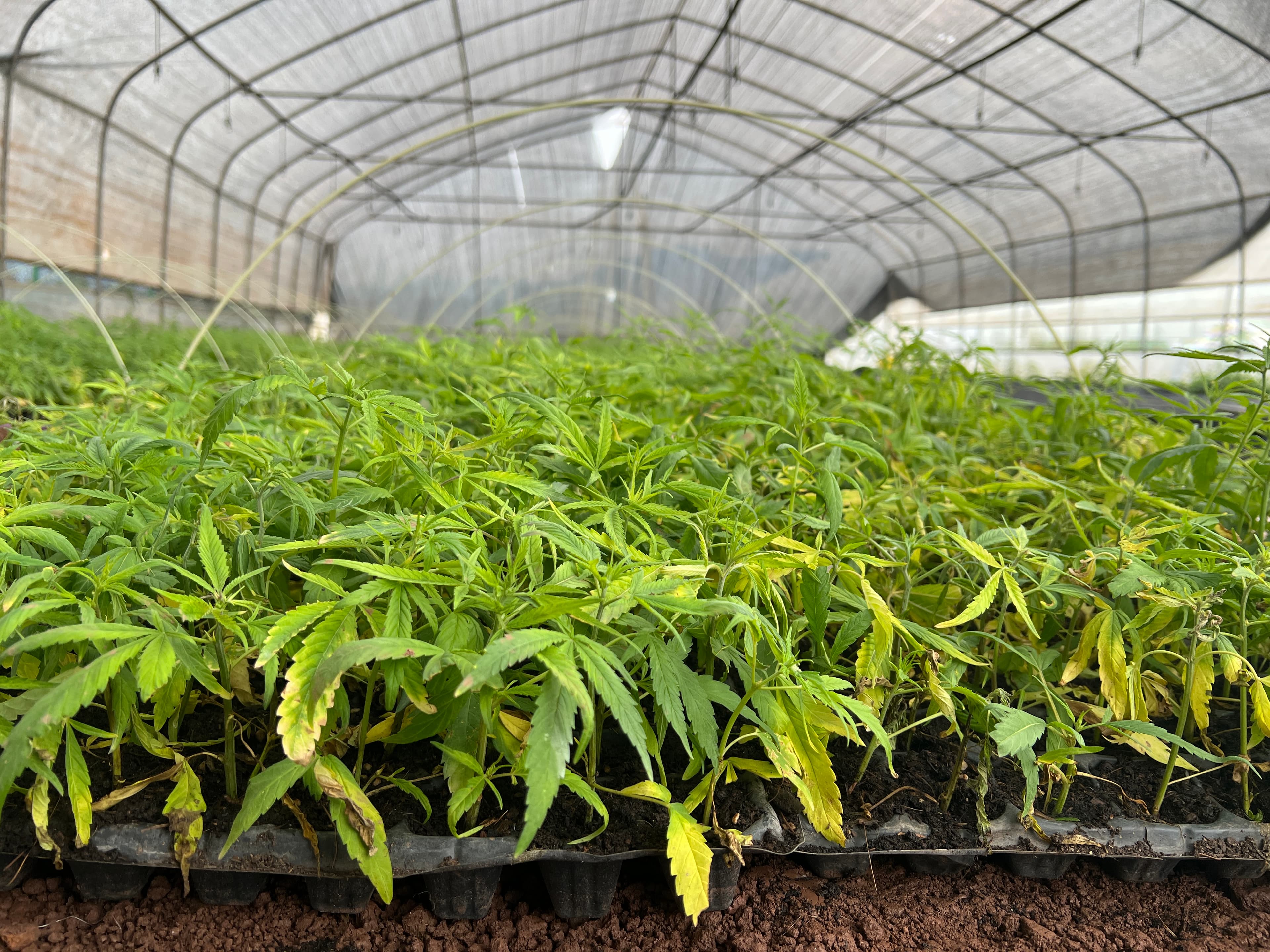 Großflächiger Gewächshaus-Vermehrungsbereich