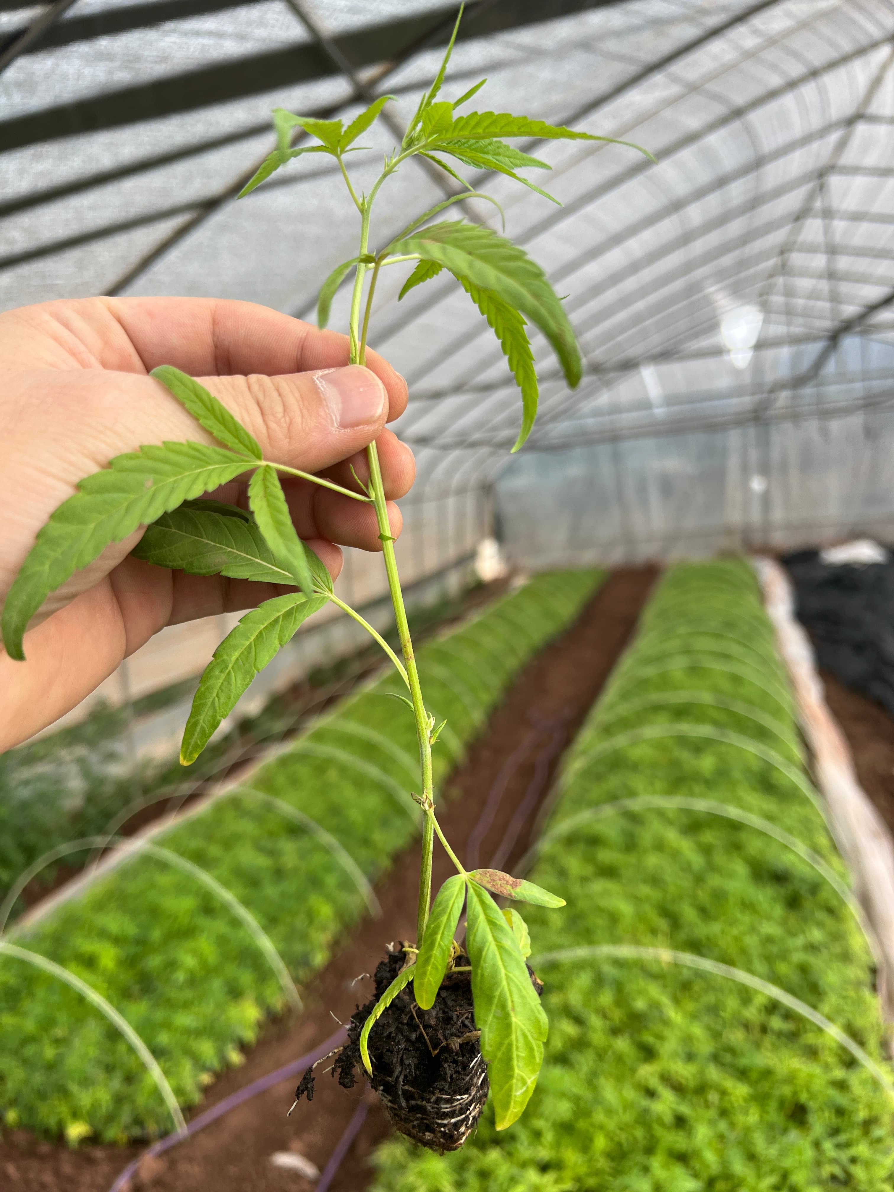 Hand hält einen bewurzelten Hanfsteckling