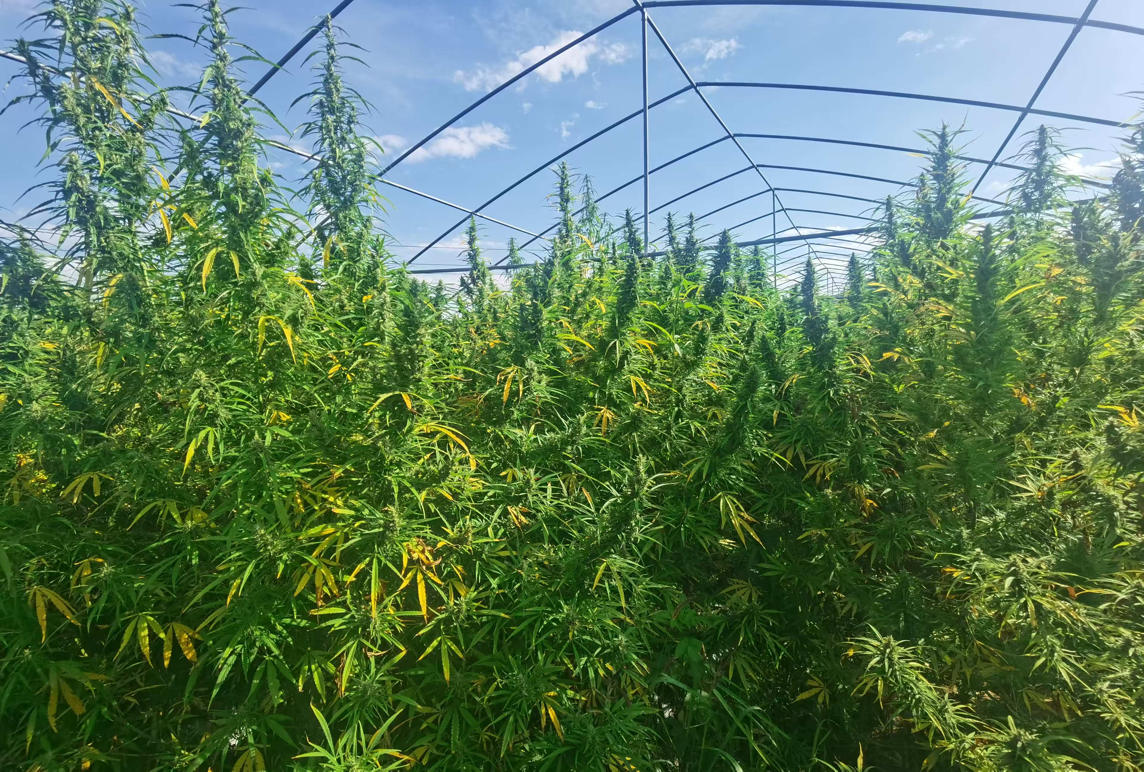 CBD-Höchstwert