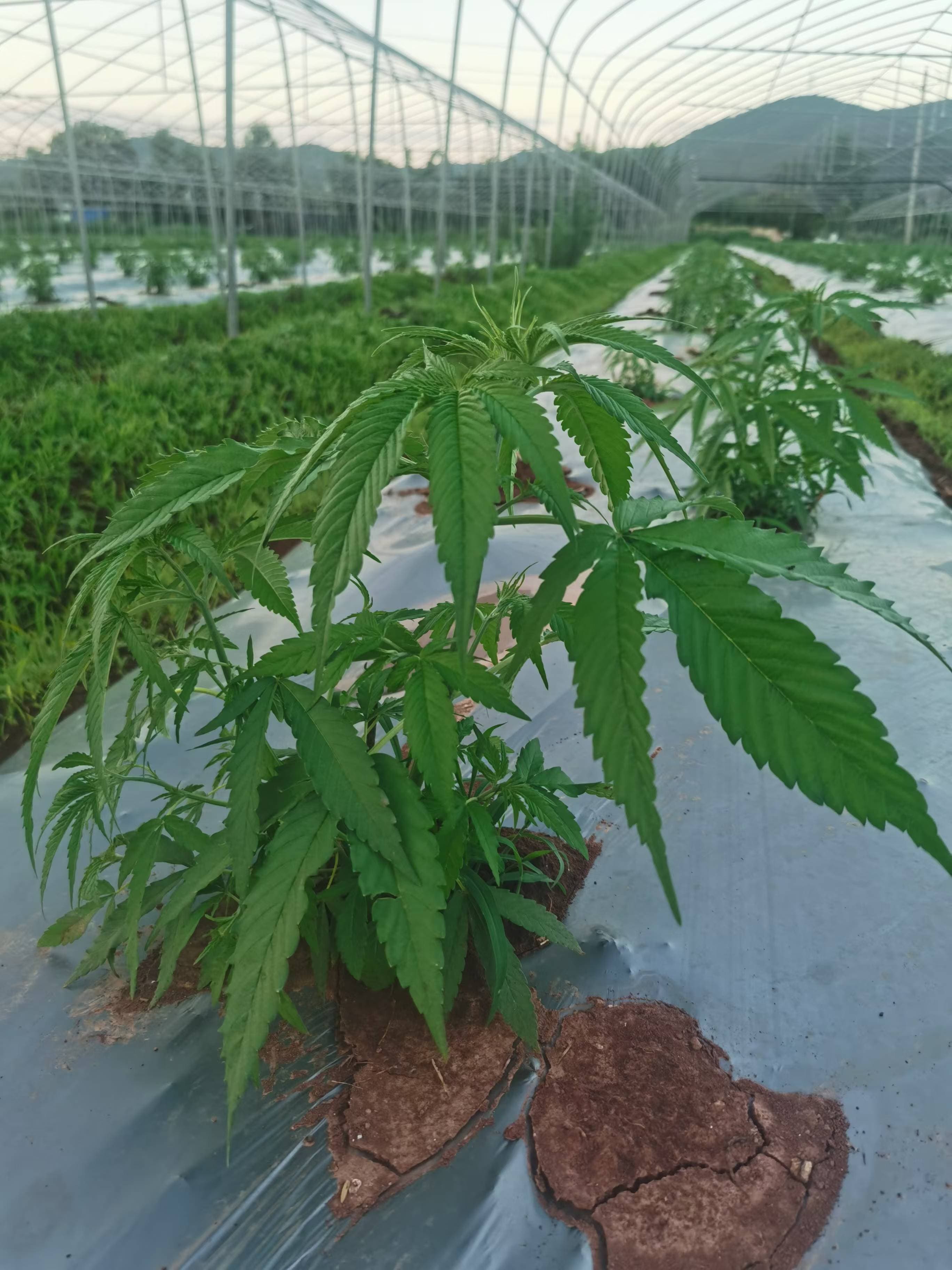 Vegetatives Wachstum