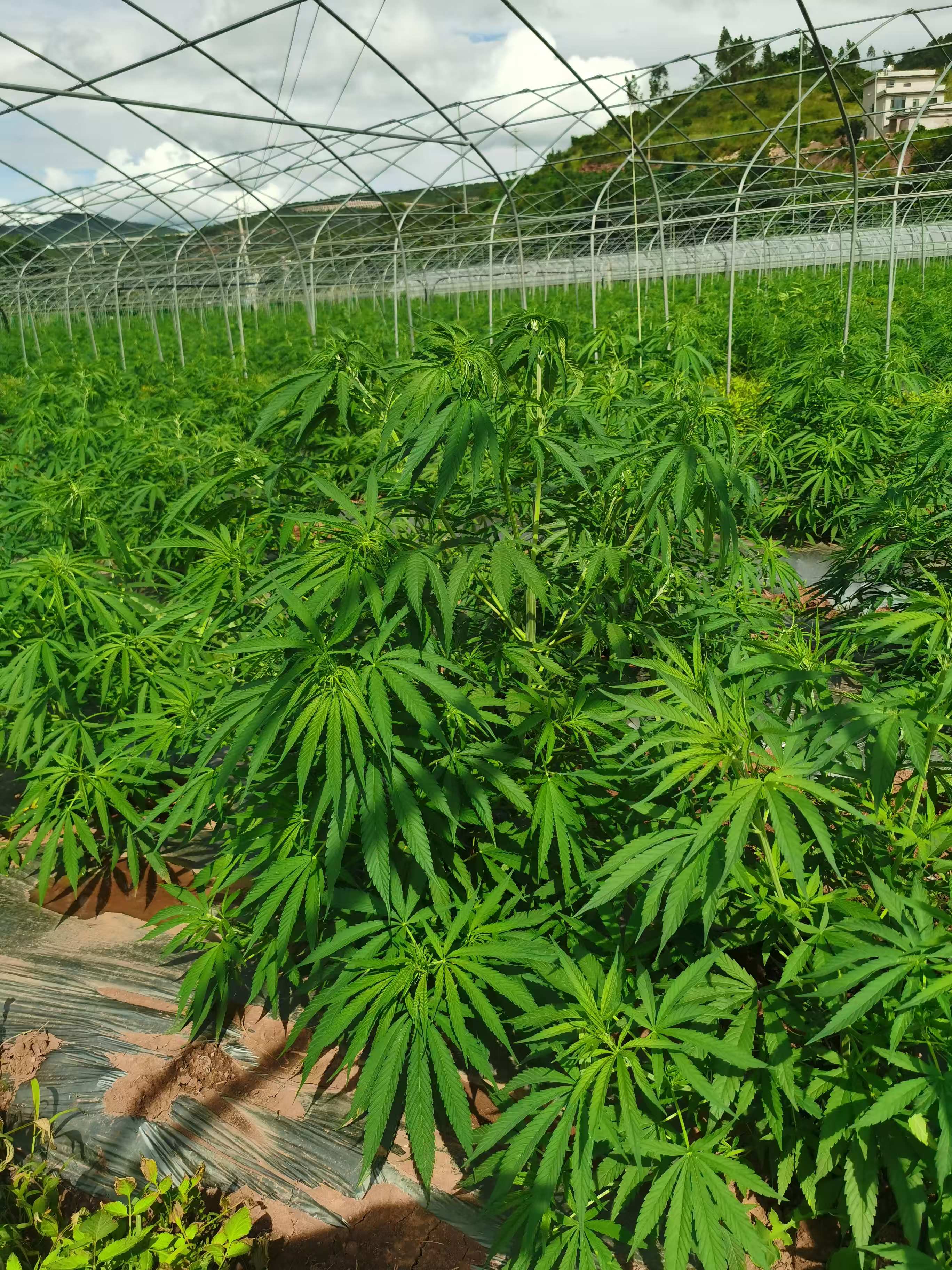 Parcours de 120 jours au champ — 5